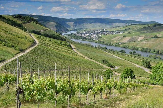 Moselle Villas for Vineyard Walks