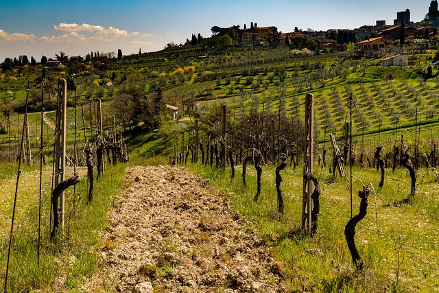 Tuscany Lodges for Vineyard Calm