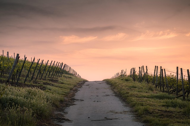 Tuscany Villas for Vineyard Roads